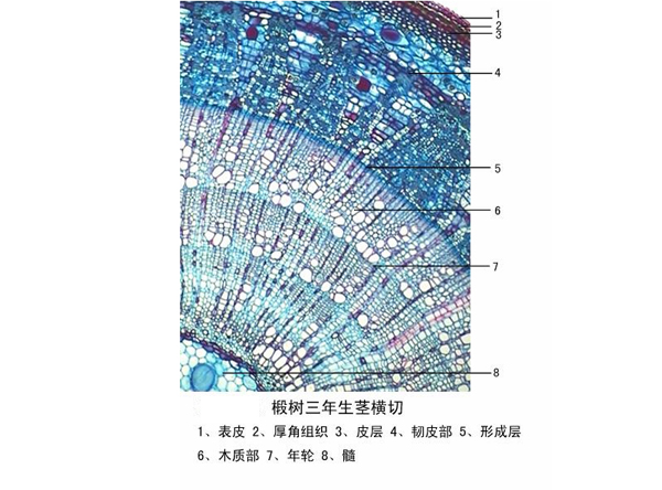 椴樹(shù)三年生莖橫切