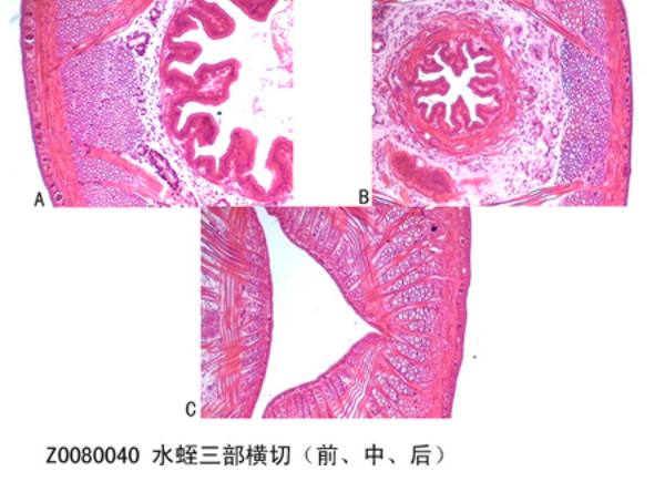 水蛭三部橫切（前、中、后）