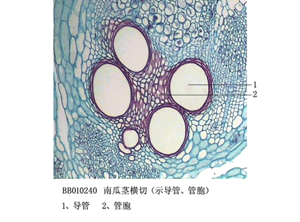 舟瓜莖橫切（示導管、管胞)