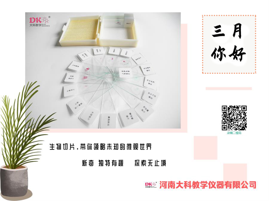 切片標(biāo)本簡易植物細(xì)胞切片的染色方法