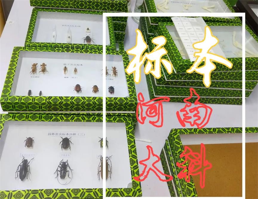 簡單制作生物標本、切片的方法